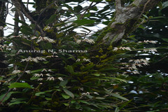 Bulbophyllum mysorense